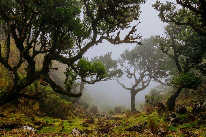 Levada do Rei PR18: Scenic Hike in Madeira with Transfer