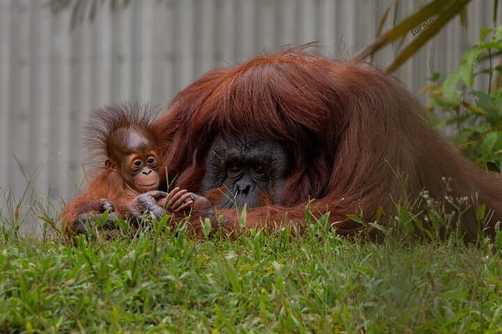 Orangutan Island Ethical Sanctuary Visit at Bukit Merah Lake