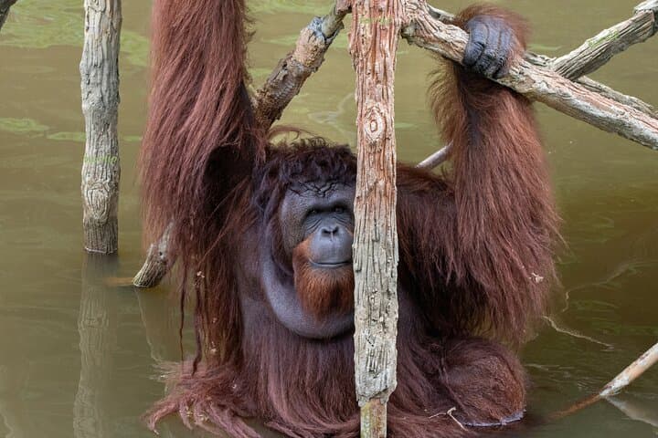 Orangutan Island Ethical Sanctuary Visit at Bukit Merah Lake photo 2