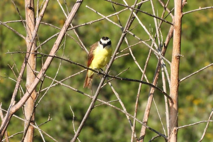 Dawn Birdwatching in Oaxaca: Guided Morning Tour to Endemic Tanagers and Hummingbirds photo 2