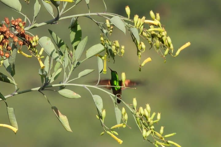 Dawn Birdwatching in Oaxaca: Guided Morning Tour to Endemic Tanagers and Hummingbirds photo 3