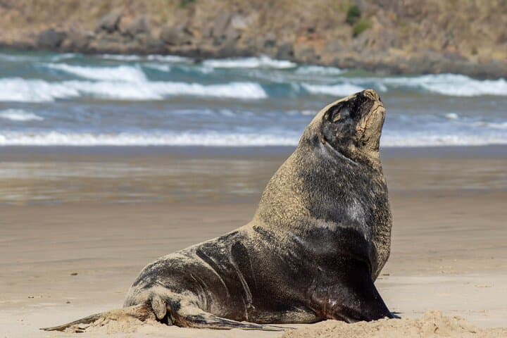 3-Day Southern Highlights: Milford Sound, Taieri Gorge & The Catlins photo 4
