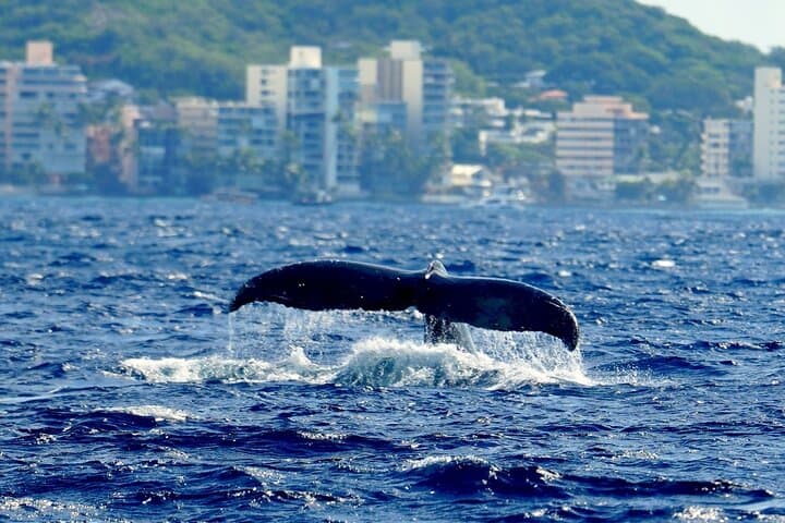 Waikiki Whale Watch — Guaranteed Humpback Sightings & Coastal Stories