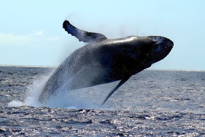 Waikiki Whale Watch — Guaranteed Humpback Sightings & Coastal Stories photo 3