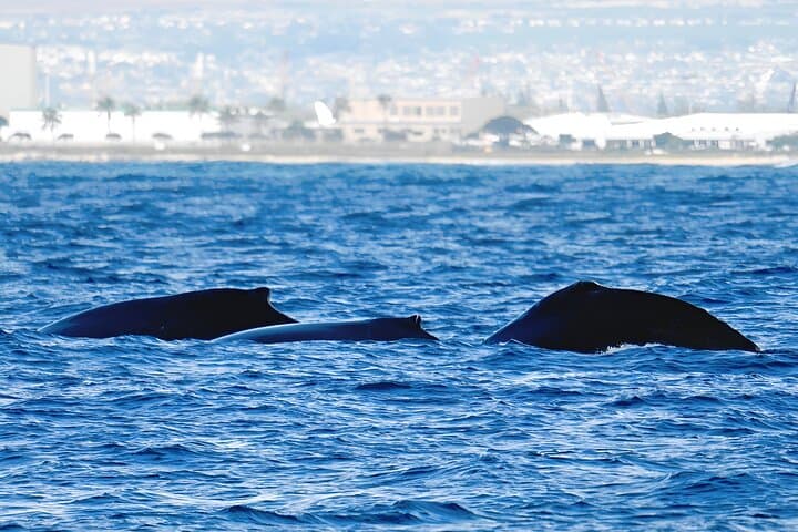 Waikiki Whale Watch — Guaranteed Humpback Sightings & Coastal Stories photo 4