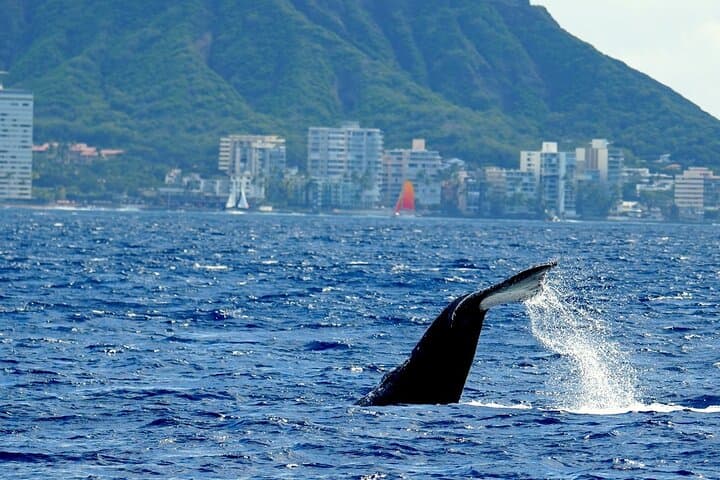 Waikiki Whale Watch — Guaranteed Humpback Sightings & Coastal Stories photo 6