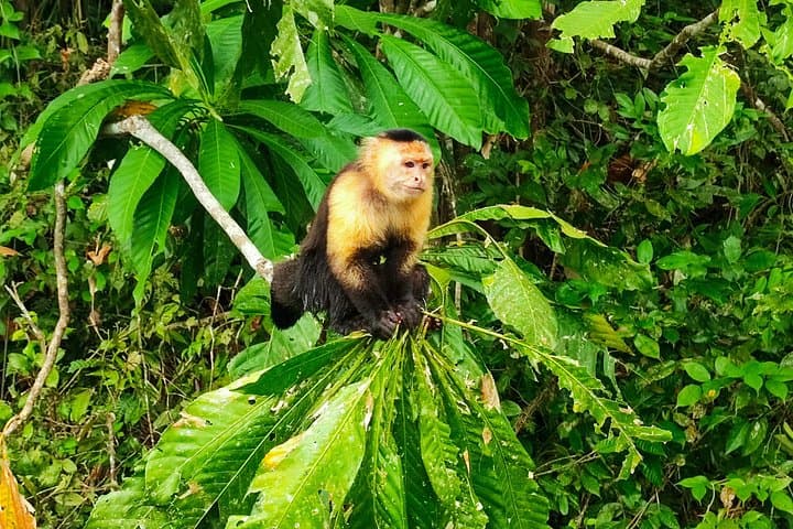 Panama City & Monkey Lake: Full-Day Tour from RIU Playa Blanca photo 2