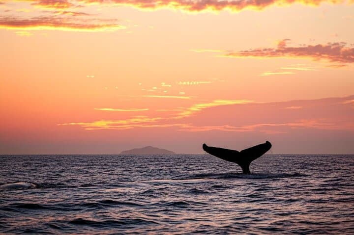 Oahu Whale Watching Catamaran: Waikiki Humpback Sail Experience photo 6