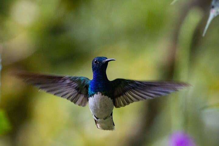 Mindo Cloud Forest Day Trip from Quito: Hummingbirds, Tarabita & Waterfalls