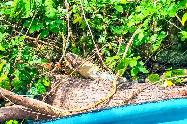 Panama City & Monkey Lake: Full-Day Tour from RIU Playa Blanca photo 4