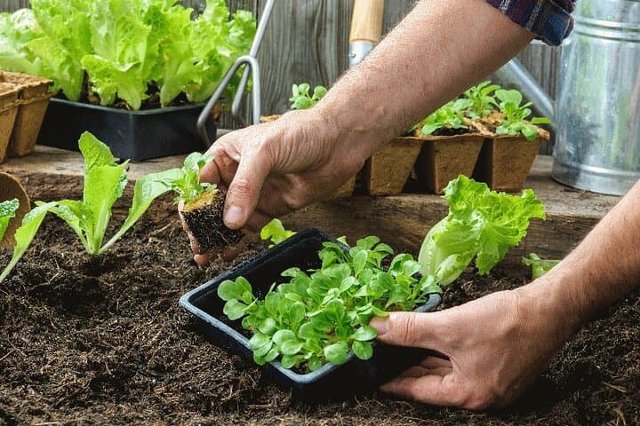 Flavors of the Forest — Monteverde Ethnobotanical & Culinary Day Experience