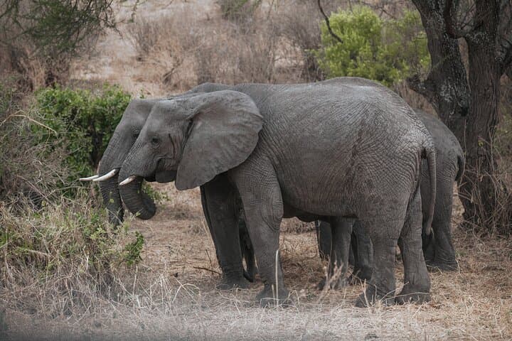 6-Day Private Tanzania Safari: Tarangire, Ngorongoro & Serengeti Wildlife Tour photo 5