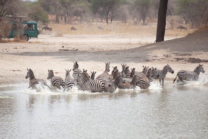 6-Day Private Tanzania Safari: Tarangire, Ngorongoro & Serengeti Wildlife Tour photo 6