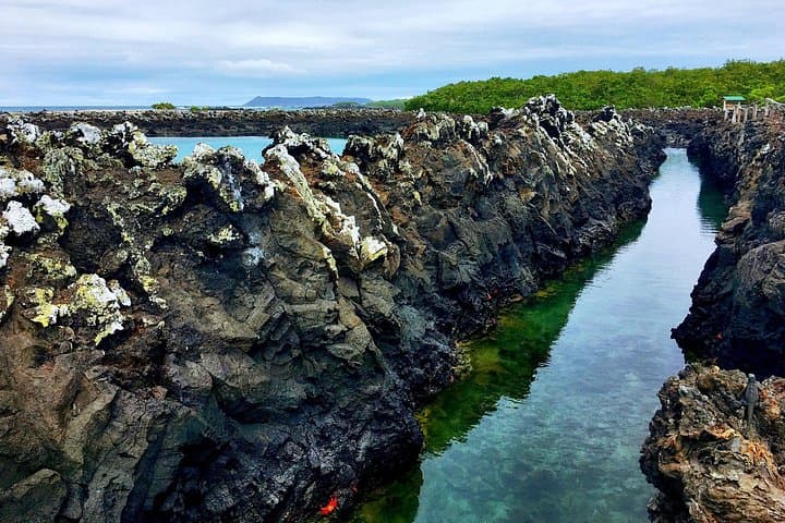 Tintoreras Islet: Private Shore Tour for Wildlife & Snorkeling in the Galapagos photo 2