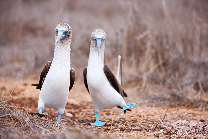 Tintoreras Islet: Private Shore Tour for Wildlife & Snorkeling in the Galapagos photo 6