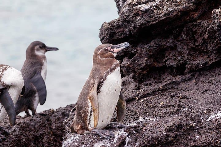 Tintoreras Islet: Private Shore Tour for Wildlife & Snorkeling in the Galapagos photo 5