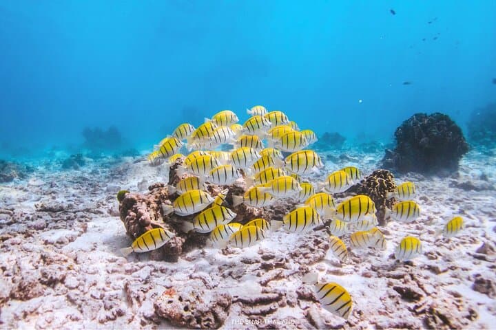 Similan Islands Premium Catamaran: Full-Day Snorkel & Sail from Khao Lak photo 3