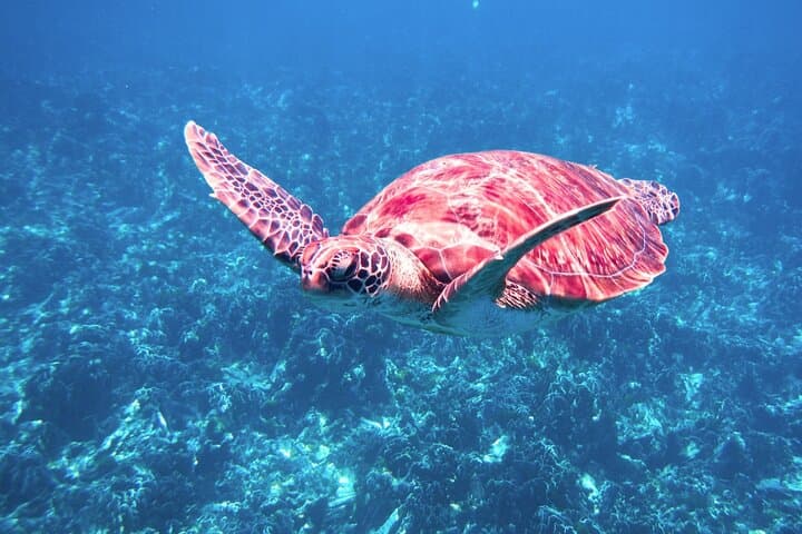 Similan Islands Premium Catamaran: Full-Day Snorkel & Sail from Khao Lak photo 4