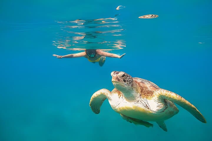 Marsa Mubarak Snorkeling — Swim with Sea Turtles & Dugong in the Red Sea