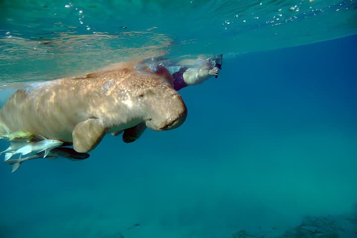 Marsa Mubarak Snorkeling — Swim with Sea Turtles & Dugong in the Red Sea photo 4