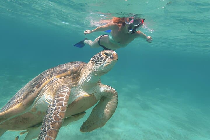 Marsa Mubarak Snorkeling — Swim with Sea Turtles & Dugong in the Red Sea photo 6