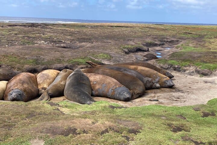 Whale Point Elephant Seal & Gentoo Penguin Safari — Falkland Islands 4x4 Tour