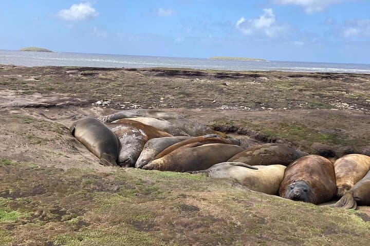 Whale Point Elephant Seal & Gentoo Penguin Safari — Falkland Islands 4x4 Tour photo 3