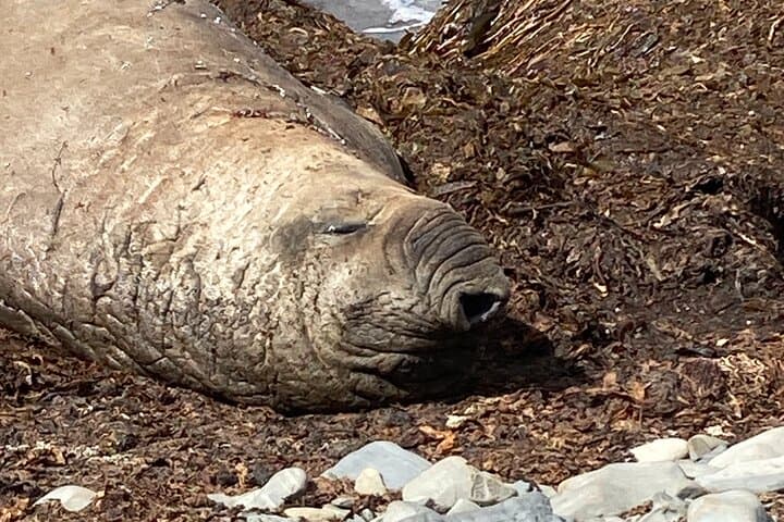 Whale Point Elephant Seal & Gentoo Penguin Safari — Falkland Islands 4x4 Tour photo 2
