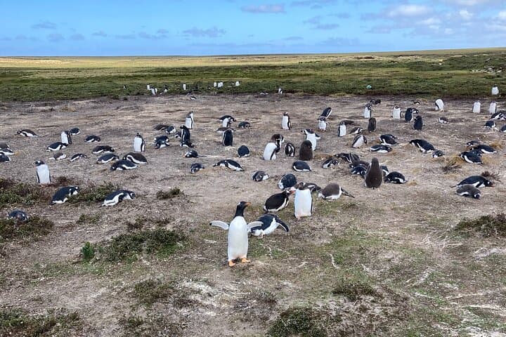 Whale Point Elephant Seal & Gentoo Penguin Safari — Falkland Islands 4x4 Tour photo 4