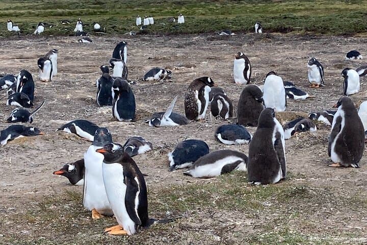 Whale Point Elephant Seal & Gentoo Penguin Safari — Falkland Islands 4x4 Tour photo 5