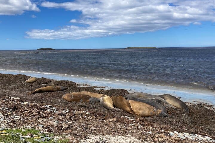 Whale Point Elephant Seal & Gentoo Penguin Safari — Falkland Islands 4x4 Tour photo 6