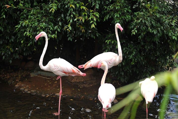 Explore Bird Island: Madeira Half-Day Private Tour to Campanário's Avian Park photo 2