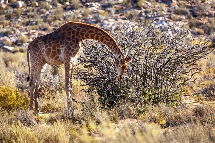 Big Five Safari and Wine Tasting Day Trip from Cape Town photo 5