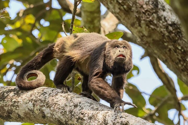 Howler Monkeys & Chocolate: Full-Day Trail and Cacao Farm Experience from Guayaquil