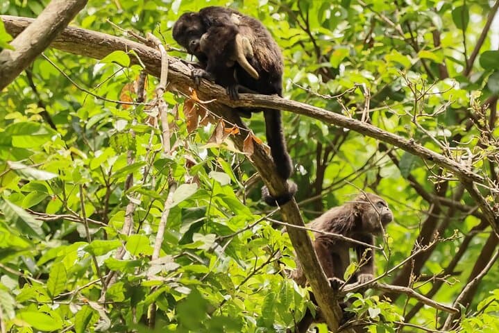 Howler Monkeys & Chocolate: Full-Day Trail and Cacao Farm Experience from Guayaquil photo 2