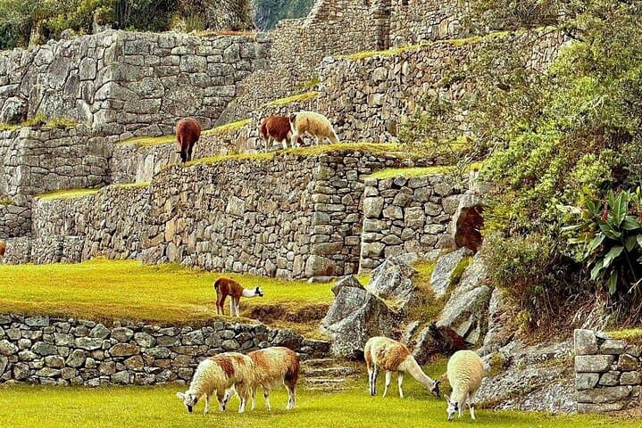 Machu Picchu Full-Day Tour from Cusco — Complete Visitor Guide photo 2