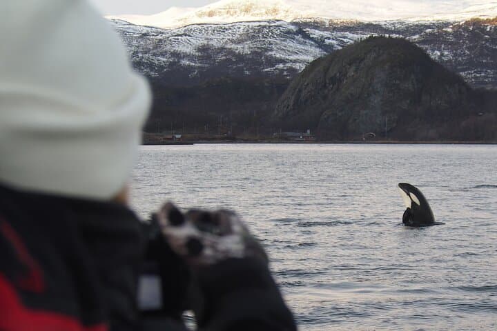 Arctic Whale Watching in Altafjord: Orcas, Humpbacks & Fjord Sailing photo 2