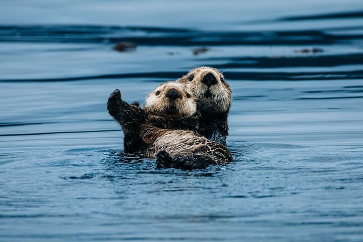 Sitka Wildlife Photography Boat Workshop: Capture Whales, Otters & Eagles photo 6