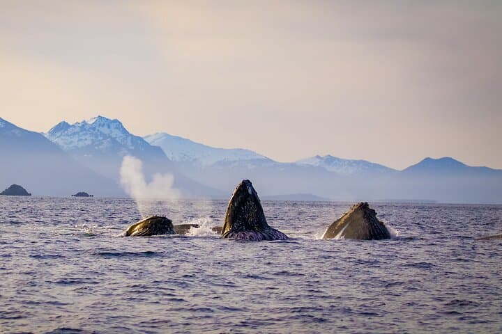 Sitka Wildlife Photography Boat Workshop: Capture Whales, Otters & Eagles photo 4