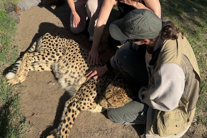 Cape Canopy Ziplining and Cheetah Outreach: Elgin Valley Half-Day Adventure photo 4