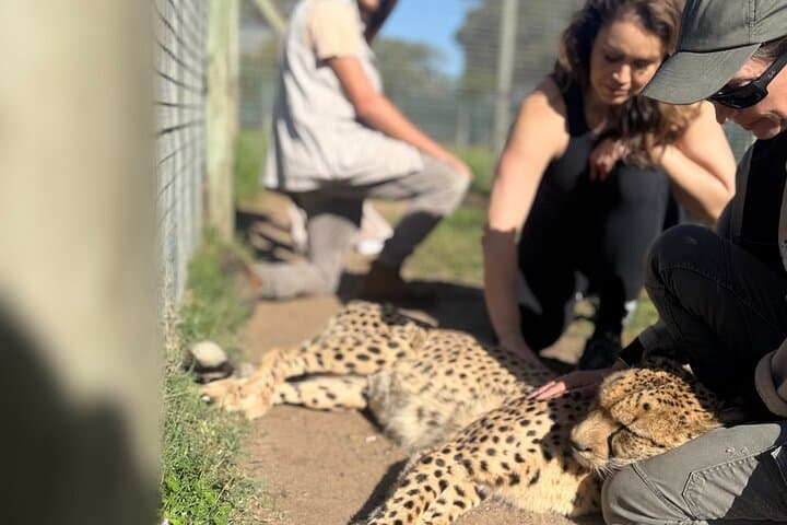 Cape Canopy Ziplining and Cheetah Outreach: Elgin Valley Half-Day Adventure photo 6