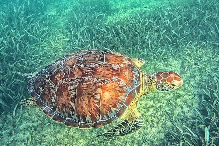 Tulum & Tortugas All-Inclusive: Ruins, Turtle Swim & Beach Day photo 4