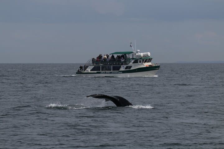 Winter Victoria Covered-Vessel Whale and Wildlife Tour photo 5