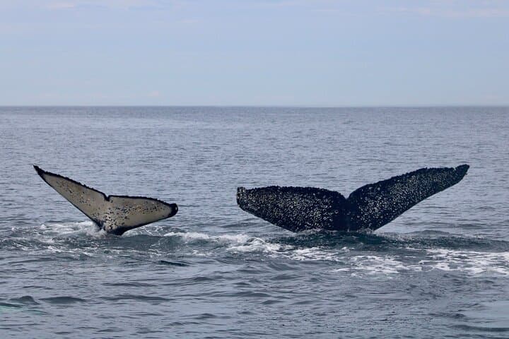 Winter Victoria Covered-Vessel Whale and Wildlife Tour photo 6