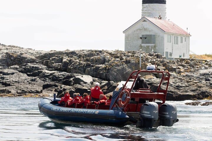 Winter Zodiac Whale Watching from Victoria Inner Harbour photo 5