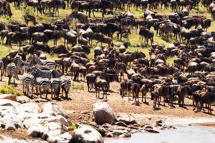 9-Day Enchanting Tanzania Safari: Luxury Serengeti, Ngorongoro & Tarangire photo 5
