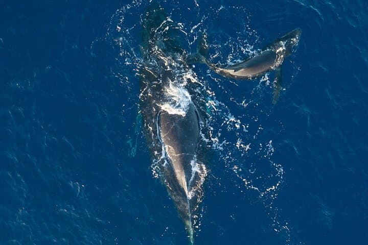 Afternoon Whale-Watching Sail from Lahaina Harbor — Auʻau Channel Humpbacks photo 6