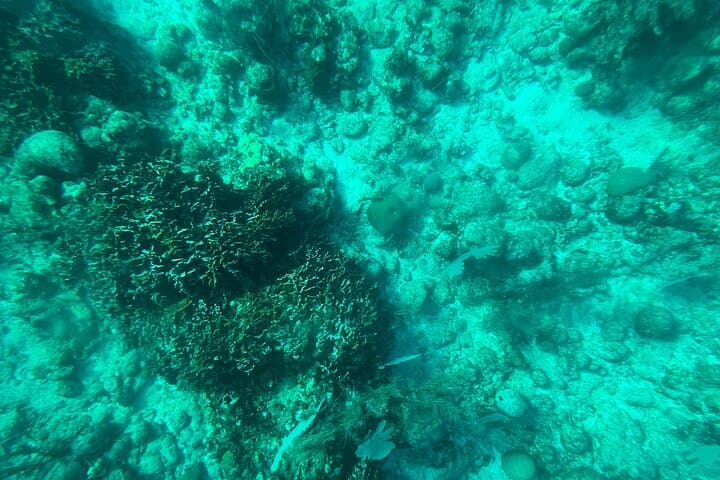 Roatán Clear-Bottom Boat Tour: See the Barrier Reef Without Getting Wet photo 4