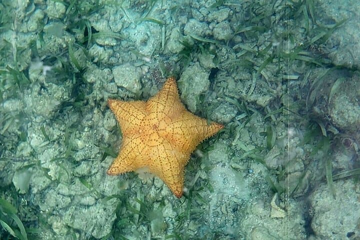 Roatán Clear-Bottom Boat Tour: See the Barrier Reef Without Getting Wet photo 5