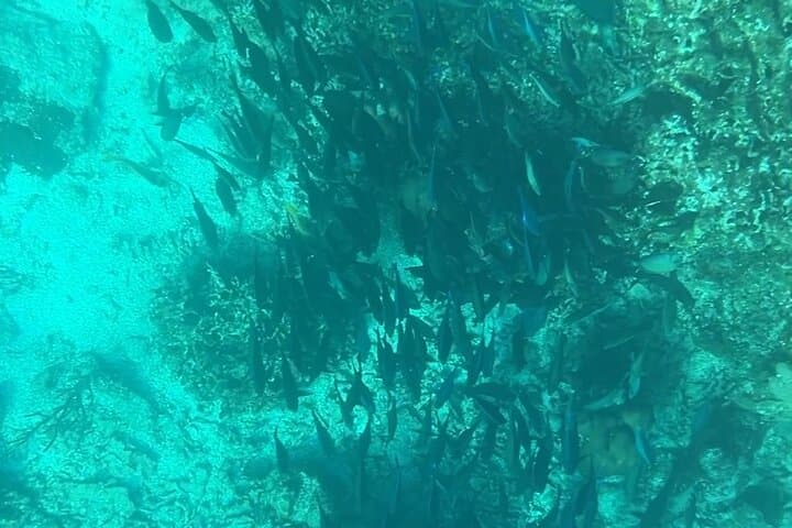 Roatán Clear-Bottom Boat Tour: See the Barrier Reef Without Getting Wet photo 6